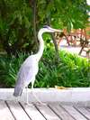 Holiday Island Resort 